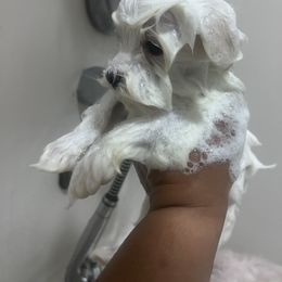 Lynx - White male Maltese puppy in Harahan, Louisiana from Babes Little Babies