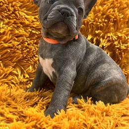 Maisie - Blue female French Bulldog puppy in Clever, Missouri from Crystals Bulldog Bungalow