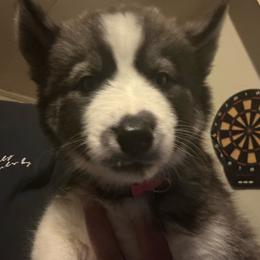 Black or agouti pink female - Black female Siberian Husky puppy in Wheeling, West Virginia from Powells Huskies
