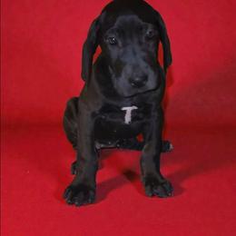 Emma - Black female Great Dane puppy in Walker, Louisiana from La Rebel Danes