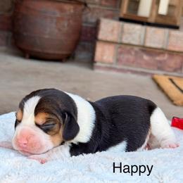 Happy - Black tan and white female Beagle puppy in Mansfield, Missouri from Rippee Creek Kennel