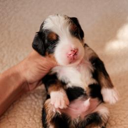 Bernedoodle Puppies from 5280 Bernedoodles