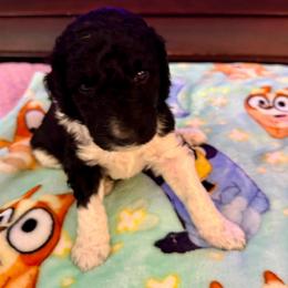 Poodle Puppies from Candace Yakes