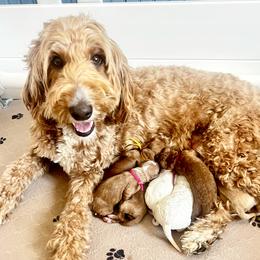 Girl 5 - female Goldendoodle puppy in S AI Nt John, Indiana from Lulu's Goldendoodles