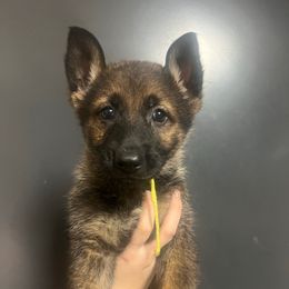 India (yellow collar) - Sable female German Shepherd puppy in Jerusalem, Arkansas from Sudenblick German Shepherds