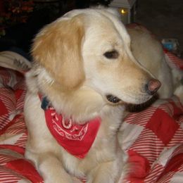 Rosie - Golden Retriever