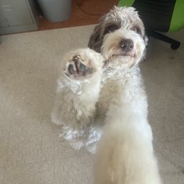 Aussiedoodle Puppies from Drew’s Aussies & Doodles