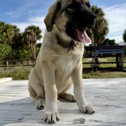Apollo - Gray fawn male Anatolian Shepherd Dog puppy in Fort Pierce, Florida from Quiet Waters