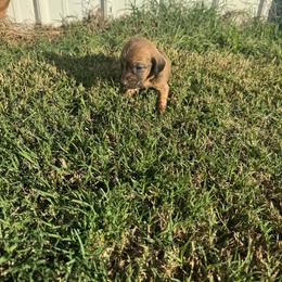 Boy 1 - Red male Bloodhound puppy in Tahlequah, Oklahoma from HNH Hounds