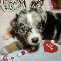 Buddy - Blue merle male Australian Shepherd puppy in Peach Bottom, Pennsylvania from Arcadia Australian Shepherds
