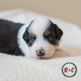 Boy 3 - male Miniature Australian Shepherd puppy in Buna, Texas from R & C Kennels