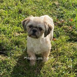 Dolly - Shih Tzu