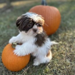 CKC Boy 5 - Liver and white male Shih Tzu puppy in Houston, Texas from Paws n Claws
