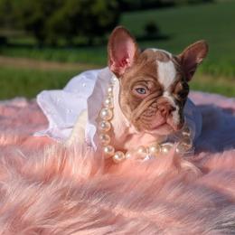 Dove - Tricolors female French Bulldog puppy in Fort Atkinson, Wisconsin from Bishop Bullyz