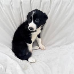 Black Male IV - Black and white male Border Collie puppy in Okeechobee, Florida from Cowtown Corgis & Border Collies