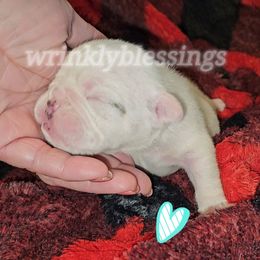 Winston - White male Bulldog puppy in Granville, Iowa from Wrinkly Blessings English Bulldogs