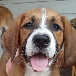 Companion Cross and Saint Bernard Puppies from Coleman Saint Bernards of Ohio