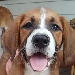 Companion Cross and Saint Bernard Puppies from Coleman Saint Bernards of Ohio