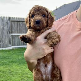Coco - Red  male Goldendoodle puppy in Fulshear, Texas from Little Potatoes