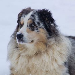 Crash - Australian Shepherd