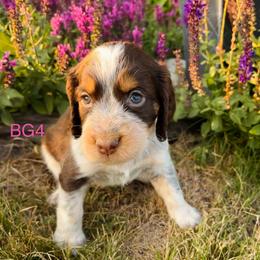 BG4 - Tri-Roan female English Springer Spaniel puppy in Britton, South Dakota from K&S Canines