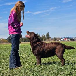 Prada - Labrador Retriever