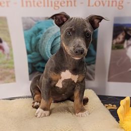 Ozzy - Blue and white male Teddy Roosevelt Terrier puppy in Claremore, Oklahoma from Travelin' Man Terriers