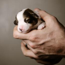 Tommy - Sable male Pembroke Welsh Corgi puppy in South Otselic, New York from Ridge Top Corgis