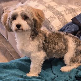 Athena - Red sable female Havanese puppy in Silver Spring, Maryland from GoldDust Havanse