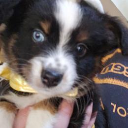 Rollo - Black tri male Miniature Australian Shepherd puppy in Arlington, Texas from CopperHead Aussies