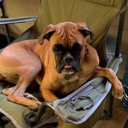 Boxers from North Georgia Boxers