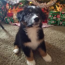 Australian Shepherd and Collie Puppies from Nicara kennel