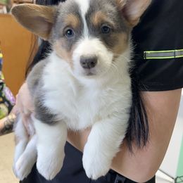 American Corgi and Pembroke Welsh Corgi Puppies from Beebe’s Corgis