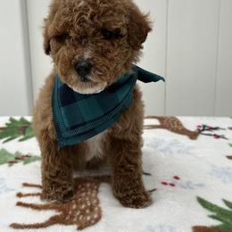 Knox - Red  male Goldendoodle puppy in Apopka, Florida from Rae Precious Puppies