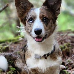 Newt - Cardigan Welsh Corgi