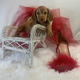 Girl 2 GINGER Long silky - Red female Dachshund puppy in Polo, Missouri from Blue Tails Farm