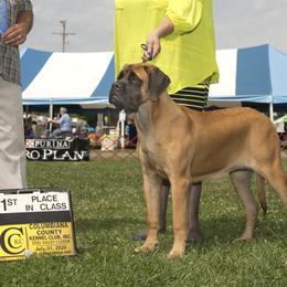 Mastiffs from Rahas Mastiffs