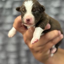 Red tri 1 - Red tri-color female Miniature American Shepherd puppy in Osco, Illinois from Sonnenhügel Kennel, LLC