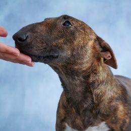Moana - Miniature Bull Terrier