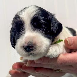 Boy 2 - male Australian Labradoodle puppy in Avon, Indiana from Forever Friends Labradoodles