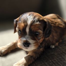 Cream Collar Girl - Tri-color female Cavapoo puppy in Almira, Washington from Cavapoo Cuddles
