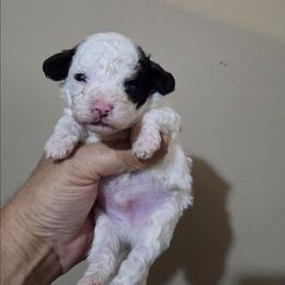 Milo - Black & white male Maltipoo puppy in Sedro Woolley, Washington from Absher Ranch