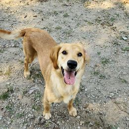 Daisy - Golden Retriever
