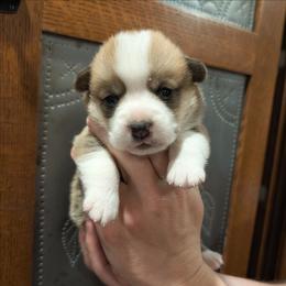 Rex - Red male Pembroke Welsh Corgi puppy in Coleman, Michigan from Salt Creek Farm Dogs