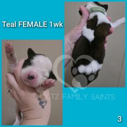 Teal FEMALE - White and brown female Saint Bernard puppy in Kaukauna, Wisconsin from Holtz Family Saints