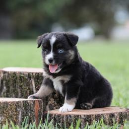 Cosmo - Blue merle male Miniature Australian Shepherd puppy in White Oak, Texas from Triple Lake Ranch Miniature Australian Shepherds
