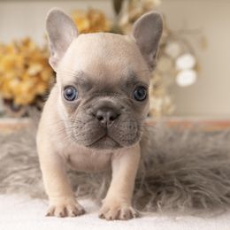 Lilac Fawn Female - French Bulldog puppy in Vancouver, Washington from Summer Sky French Bulldogs