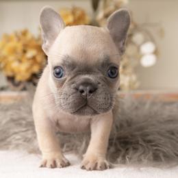 Lilac Fawn Female - French Bulldog puppy in Vancouver, Washington from Summer Sky French Bulldogs