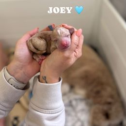 Joey - Red  male Goldendoodle puppy in Benton, Arkansas from Cozy Creek Doodles