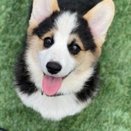 Pembroke Welsh Corgis from Emerald Corgis
